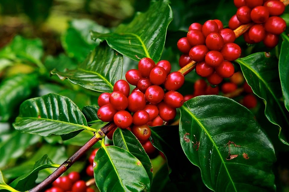 Tác dụng của cà phê (Cafe, Coffee) - Bài Thuốc Quý